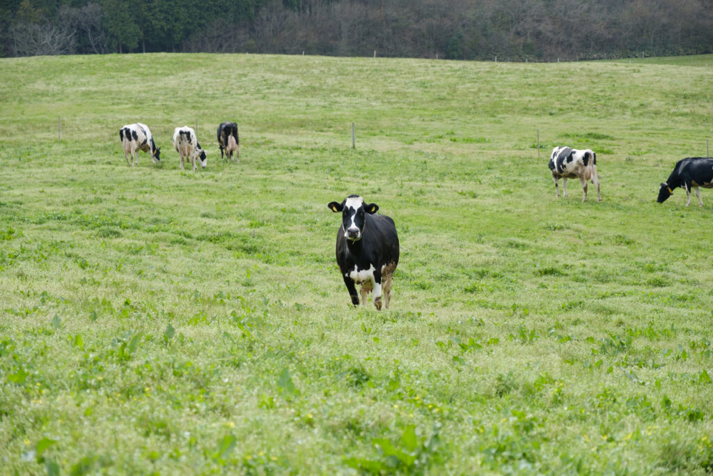放牧は「始まった」ではなく、「始めていく」