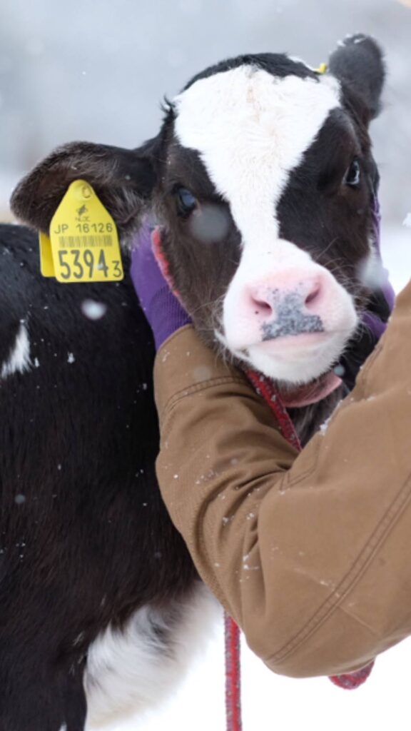船方農場 雪の中の子牛