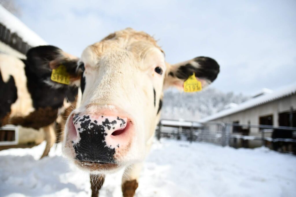 雪の中の牛